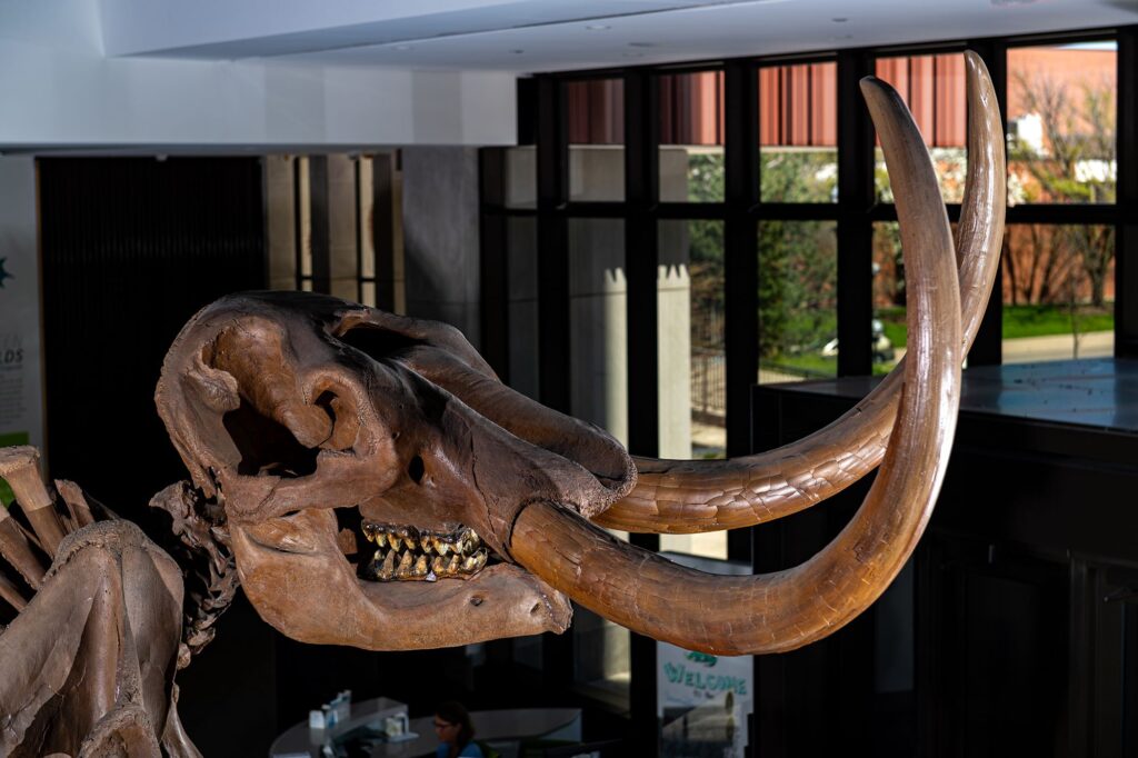 Mastodon Tusk